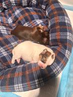 2 lieve Shih tzu/ toy poodle zoeken een forever home, Dieren en Toebehoren, Overige rassen, CDV (hondenziekte), 8 tot 15 weken