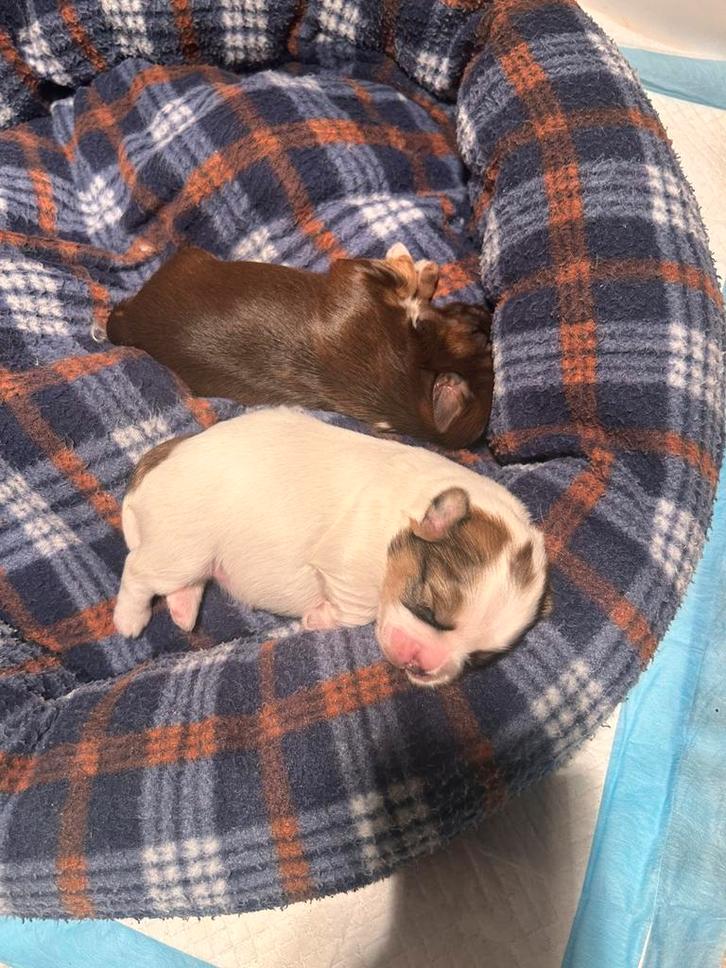 2 lieve Shih tzu/ toy poodle zoeken een forever home, Dieren en Toebehoren, Honden | Chihuahua's en Gezelschapshonden, Meerdere dieren