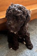 2 mini labradoodle pups zoeken nog een forever home!, Rabiës (hondsdolheid), 8 tot 15 weken, Meerdere, Nederland
