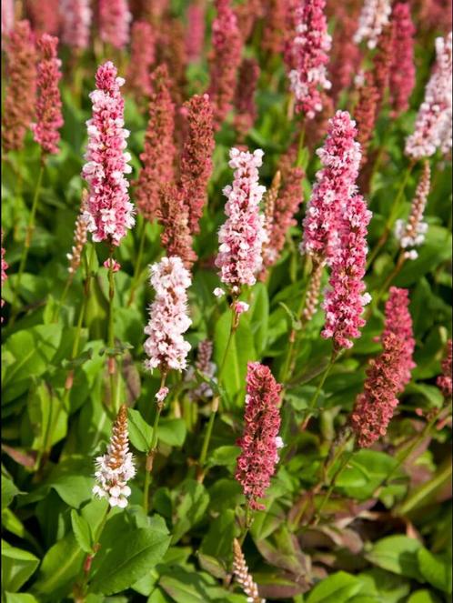 Persicaria A. Kabouter | Duizendknoop | Chemievrij, Tuin en Terras, Planten | Tuinplanten, Vaste plant, Bodembedekkers, Halfschaduw