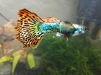 Red dragon guppy raszuiver, Vis, Zoetwatervis, Schoolvis