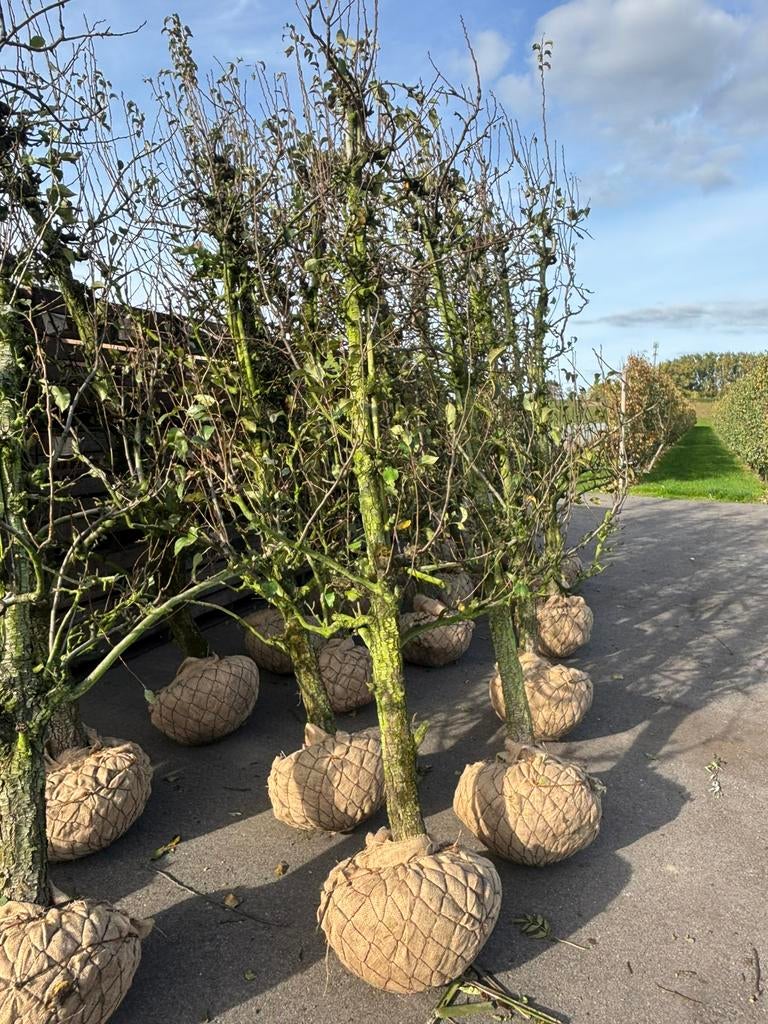 conference perenbomen 25 jaar oud LET OP! Nog maar 35 stuks, Ophalen, Volle zon, Overige soorten, 250 tot 400 cm