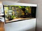 Aquarium 600 liter incl. pomp, verwarming, Co2 &verlichting, Dieren en Toebehoren, Ophalen, Gebruikt, Gevuld zoetwateraquarium