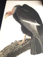 Condor Vogel Print, Antiek en Kunst, Ophalen of Verzenden