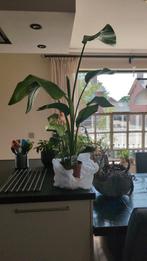 Sterilizia Nicolai paradijsvogelplant, Ophalen, Overige soorten, Minder dan 100 cm