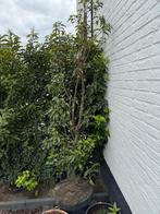 Portugese laurier lusitanica 1 stuk gratis, Tuin en Terras, Planten | Struiken en Hagen, Ophalen of Verzenden