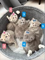 Britse korthaar kittens te koop 😻 nog een kitten beschikbar, Meerdere dieren, Ontwormd, 0 tot 2 jaar