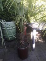 Trachycarpus Fortunei te koop 100cm hoog/ 35cm stam, Ophalen, Zomer, Overige soorten, Halfschaduw