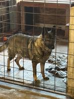 Duitse herder herplaatsing, Dieren en Toebehoren, Honden | Herdershonden en Veedrijvers, 6 jaar of ouder, Teef, Parvo, Eén hond