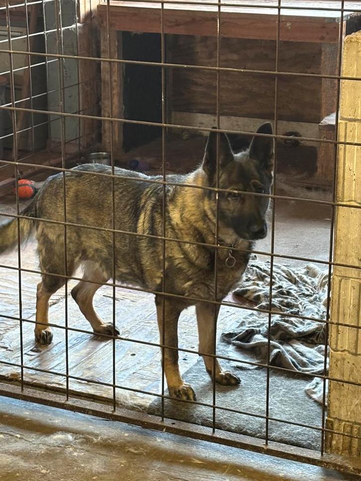 Duitse herder herplaatsing, Dieren en Toebehoren, Honden | Herdershonden en Veedrijvers, Teef, Herder, Particulier, Eén hond, Nederland