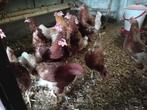 Legkippen., Dieren en Toebehoren, Pluimvee, Vrouwelijk, Kip