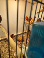 Vele vogels, Meerdere dieren, Kleurkanarie