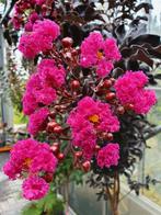 Lagerstroemia Raspberry Sorbet / ‼️‼️ 3 halen 2 betalen ‼️‼️, Tuin en Terras, Planten | Bomen, In pot, Zomer, Volle zon, 250 tot 400 cm