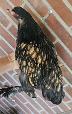 Zwart gezoomd rood/Black Laced Red Brahma hen – 4 mnd, Dieren en Toebehoren, Pluimvee, Vrouwelijk, Kip