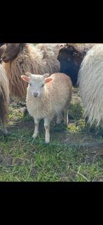 Skudde schapen, Dieren en Toebehoren, Schaap, Meerdere dieren