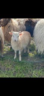 Skudde schapen, Dieren en Toebehoren, Schapen, Geiten en Varkens, Schaap, Meerdere dieren