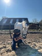 Allround pony, Dieren en Toebehoren, Ruin, L, Gechipt, B pony (1.17m tot 1.27m)