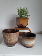 Vintage potten, Overige soorten, Minder dan 100 cm, Halfschaduw, Ophalen