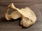Mensen heupbot, medisch, osteologi, taxidermie, Antiek en Kunst, Ophalen of Verzenden