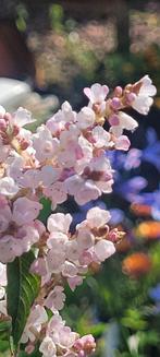 Persicaria in pot, Ophalen, Zomer, Overige soorten, Halfschaduw