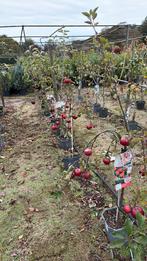 Appelboom, sierkers perenboom, Ophalen, Lente, Volle zon, Overige soorten