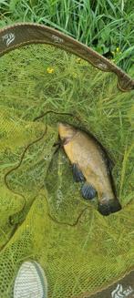 Zeelt, Dieren en Toebehoren, Karper of Koi