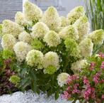 Pluimhortensia (Hydrangea pan skyfall), Vaste plant, Halfschaduw, Zomer, Ophalen