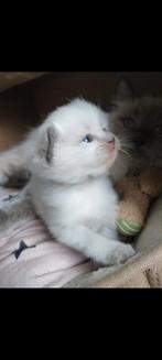 100% Ragdoll katertje, Kater, Ontwormd