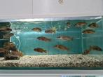 Nimbochromis Fuscotaeniatus Malawi Cichliden, Vis, Zoetwatervis