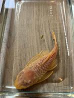 Albino Pleco (+/- 15cm), Vis, Zoetwatervis