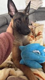 Mooie herdershond, België, Particulier, 15 weken tot 1 jaar, Teef