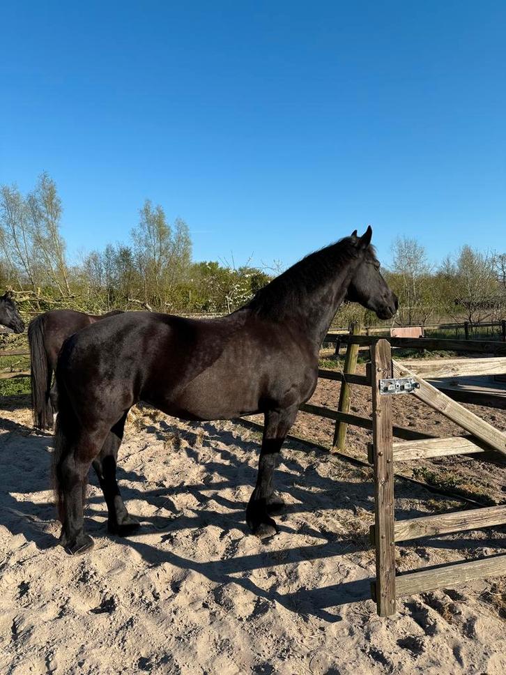 Verzorgster/bijrijdster gezocht, Dieren en Toebehoren, Paarden en Pony's | Verzorgingsproducten, Nieuw, Ophalen