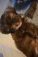 Mooie lieve shihtzu teefje, Dieren en Toebehoren, Honden | Chihuahua's en Gezelschapshonden, 15 weken tot 1 jaar, Overige rassen