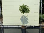 Mandarijnboom - Citrusboom - Stamomvang 8 - 10 cm, Overige soorten, 100 tot 250 cm, Zomer, Volle zon