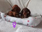 Prachtige, lieve dwerg teckel puppy's, pups, CDV (hondenziekte), 8 tot 15 weken, Korthaar, Dwerg