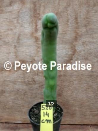 Penis Cactus (dun en lang) - De echte Penis plant !, Huis en Inrichting, Kamerplanten, Cactus, Minder dan 100 cm, Volle zon, Ophalen of Verzenden