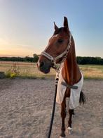 Verzorgpaard aangeboden, Dieren en Toebehoren, Paarden en Pony's | Overige Paardenspullen, Ophalen of Verzenden, Dressuur