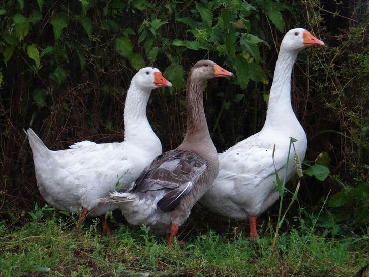 Boerenganzen wit en bont | Ganzen | Deskundig advies, Dieren en Toebehoren, Pluimvee, Gans of Zwaan, Meerdere dieren