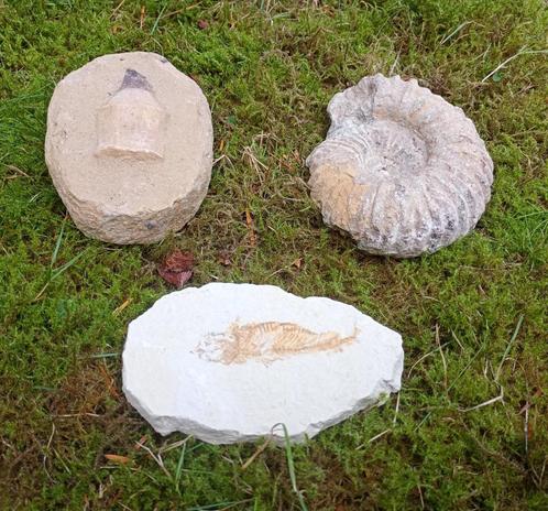 3 Fossielen mosasaurus- ammoniet - vis, Verzamelen, Mineralen en Fossielen, Fossiel, Ophalen of Verzenden
