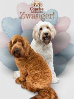 Australian Labradoodle pups opkomst, Nederland, Overige rassen, 8 tot 15 weken, Parvo