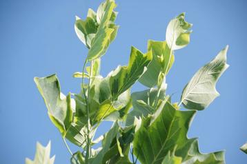 tulpenboom  liriodendron tulipifera Aureomarginatum