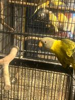 Pruimkop parkiet, Dieren en Toebehoren, Geslacht onbekend, Parkiet, Geringd