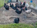 Broedeieren australorp groot blauw/vuilwit/zwart, Dieren en Toebehoren, Meerdere dieren, Kip