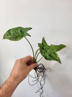 Syngonium Mottled Mojito, Ophalen of Verzenden, Overige soorten, Minder dan 100 cm