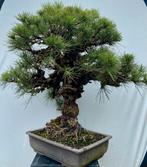 Bonsai Pinus Thunbergii Corticosa, Japanse boom  Topper, Tuin en Terras, Planten | Bomen, Ophalen, Overige soorten, Minder dan 100 cm