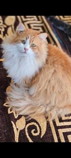 Superlieve garfield, Dieren en Toebehoren, Katten en Kittens | Raskatten | Langhaar, Kater, Gechipt