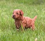 Prachtige bruine Mini Labradoodle - 2 reutjes, Dieren en Toebehoren, Meerdere, Nederland, Particulier, Reu