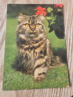 Fluffy katje in het gras, Verzenden, 1980 tot heden, Gelopen, Hond of Kat