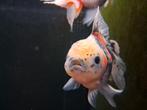 Prachtige Oranda goudvissen – nu slechts €35!, Dieren en Toebehoren, Vissen | Aquariumvissen