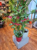 Gloriosa (Prachtlelie), Overige soorten, In pot, Minder dan 100 cm, Bloeiende kamerplant